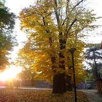 autumn cremona